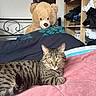 cat, tabby_cat, bed, blanket, teddy_bear, stuffed_animal, furniture, wardrobe, clothing, poster, indoor, pet, animal, striped, lying_down, cozy, relaxed, pink, blue, room