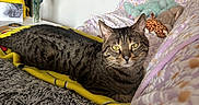 Moon participe au concours pour gagner de l'argent avec cette photo : cat, tabby_cat, couch, blanket, plush_toys, flower_pattern, photographs, yellow_backpack, vase, dried_flowers, gray_cushion, indoor, cozy, pet, furniture, relaxed, home, living_room, resting, animal