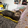 cat, tabby_cat, couch, blanket, plush_toys, flower_pattern, photographs, yellow_backpack, vase, dried_flowers, gray_cushion, indoor, cozy, pet, furniture, relaxed, home, living_room, resting, animal