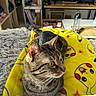 cat, tabby_cat, pet, animal, indoor, blanket, pikachu, yellow, fur, whiskers, ears, eyes, face, table, water_bottle, remote_control, shelf, books, cozy, home