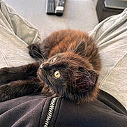 Hadès a rejoint le concours — aidez-le/la à gagner de superbes lots ! animal, blanket, cat, computer, computerhardware, couch, electronics, furniture, hardware, kitten, laptop, manx, mobilephone, pc, person, pet, phone, remotecontrol, screen, sleeping