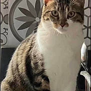 Youpi participe au concours pour gagner de l'argent avec cette photo : animal, background, cat, closeup, curious, decor, domestic, ears, face, feline, fur, indoor, looking, pattern, pet, sitting, tabby, tile, whiskers, white_fur