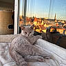 cat, kitten, gray_cat, feline, pet, indoor, window, reflection, cityscape, sunset, blanket, cozy, relaxing, cat_tree, sleeping_cat, soft_texture, fur, animal, domestic_animal, curious