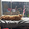 cat, ginger_cat, indoor, bench, blanket, reflection, glass_door, person_reflection, toy, plant, window, cozy, relaxed, furniture, home, pet, animal, orange_fur, resting, daylight