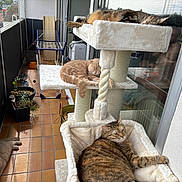 Snoopie a rejoint le concours — aidez-le/la à gagner de superbes lots ! cat, cats, cat_tree, balcony, indoor_plants, sleeping, resting, orange_cat, tabby_cat, fluffy_cat, tile_floor, drying_rack, window_reflection, person_reflection, home_interior, relaxation, pet, furniture, daylight, cozy