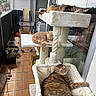 cat, cats, cat_tree, balcony, indoor_plants, sleeping, resting, orange_cat, tabby_cat, fluffy_cat, tile_floor, drying_rack, window_reflection, person_reflection, home_interior, relaxation, pet, furniture, daylight, cozy