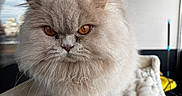 Adèle a rejoint le concours — aidez-le/la à gagner de superbes lots ! cat, persian_cat, fluffy, amber_eyes, pet, indoor, window, soft_bed, furniture, animal, whiskers, face, ears, tail, closeup, portrait, feline, domestic_animal, cute, fur