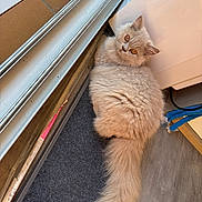 Adèle a rejoint le concours — aidez-le/la à gagner de superbes lots ! cat, fluffy, cream_colored, amber_eyes, indoor, curious, pet, tail, mat, glass_door, appliance, floor, wooden_floor, looking_up, feline, domestic_cat, close_up, animal, cute, relaxed