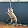 Adèle participe au concours pour gagner de l'argent avec cette photo : cat, fluffy, jumping, playing, toy, indoor, balcony, net, blue_wall, tile_floor, pet, feline, active, leap, fur, whiskers, paw, animal, domestic, fun