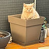 Adèle participe au concours pour gagner de l'argent avec cette photo : kitten, cat, flower_pot, plant_pot, terracotta_floor, watering_can, outdoor, pet, furry, curious, animal, cute, garden, fluffy, small, sitting, orange_eyes, feline, domestic_cat, sunlight
