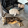 cat, tabby_cat, fluffy_cat, ginger_cat, indoor, floor, exercise_equipment, toy, curious, relaxed, pet, animal, feline, playful, resting, wood_floor, home, cozy, three_cats, looking