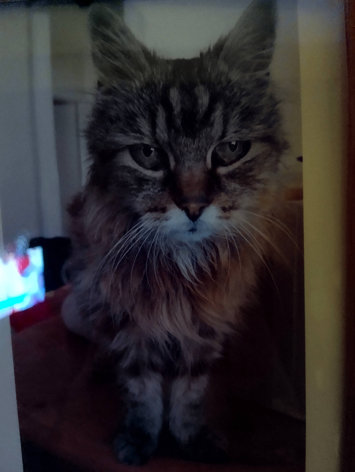 Angel is registered to the contest to win money with this photo: abyssinian, angora, animal, cat, chair, computer, computerhardware, couch, electronics, furniture, hardware, hardwood, kitten, manx, monitor, pet, screen, shelf, tv, wood