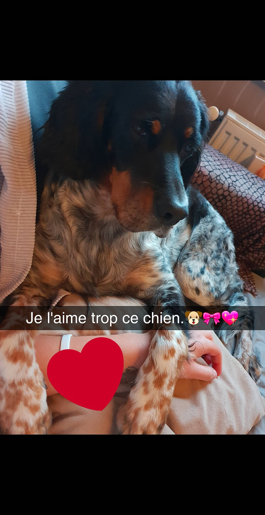 Babine a rejoint le concours — aidez-le/la à gagner de superbes lots ! carnivoran, dog, dog_breed, dog_like_mammal, fun, person, photo_caption, puppy, rottweiler, snout