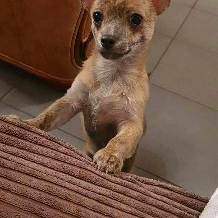 Pango