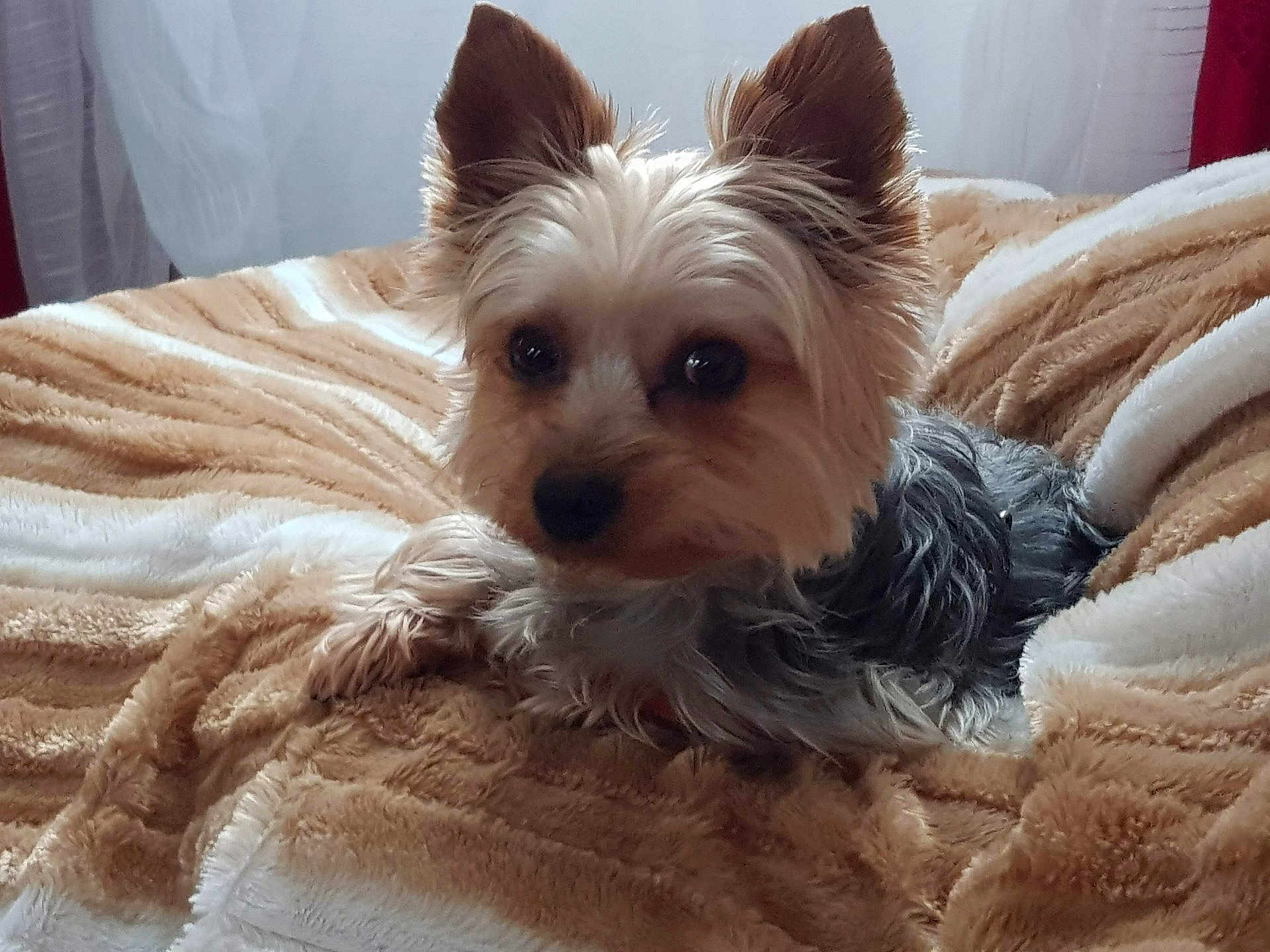 Tchoupi