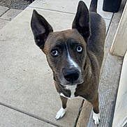 Dupe joined the competition — help win amazing prizes! dog, canine, heterochromia, blue_eye, brown_eye, attentive, ears_up, standing, paws, white_paws, snout, portrait, outdoor, concrete_sidewalk, gate, fence, door_frame, pet, curious, close_up