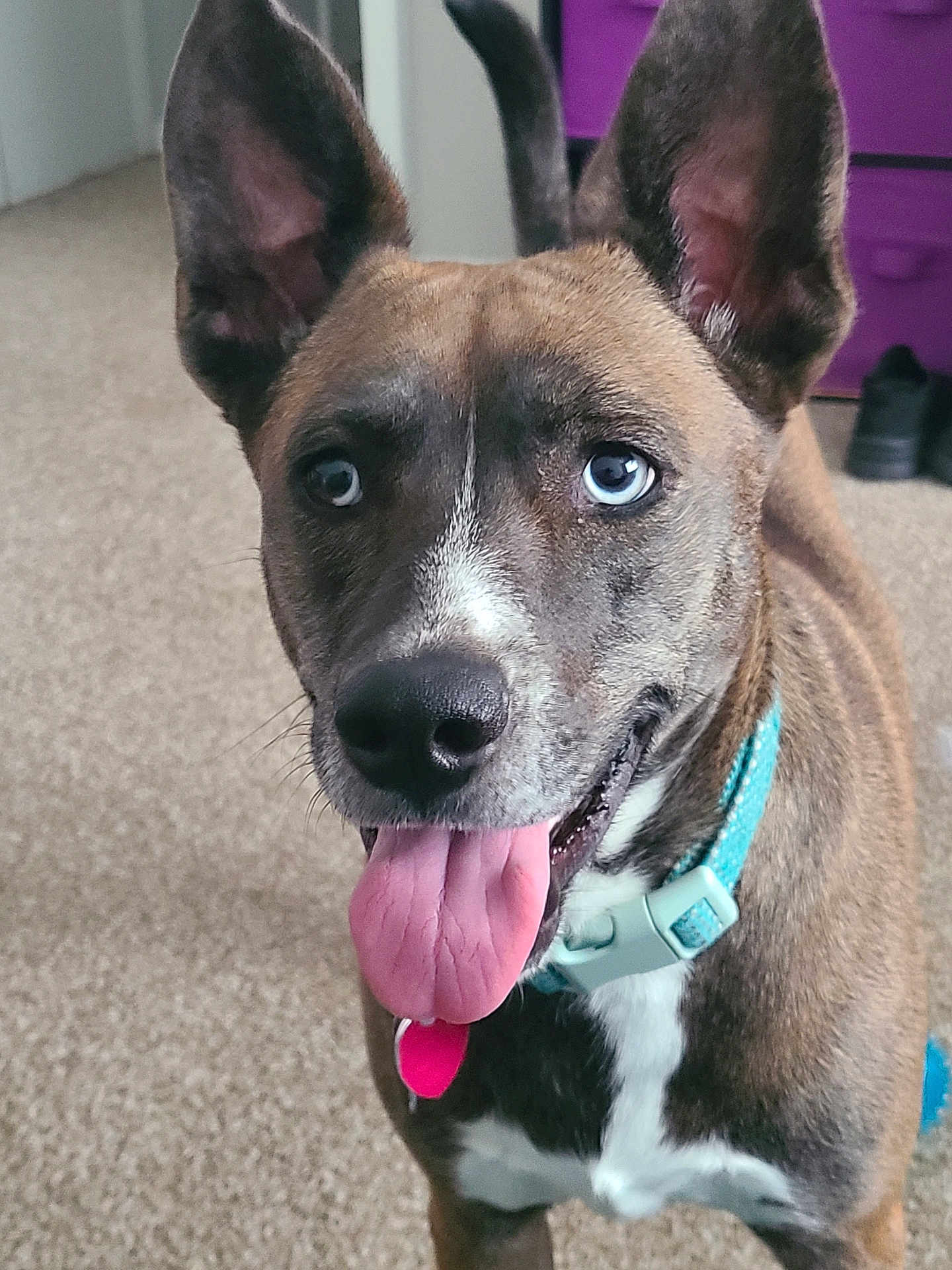 Dupe joined the competition — help win amazing prizes! dog, tongue_out, collar, blue_eyes, upright_ears, indoor, carpet, panting, close_up, portrait, brindle_coat, white_chest, pet, looking_up, happy, tag, domestic_animal, furniture_background, floor, canine