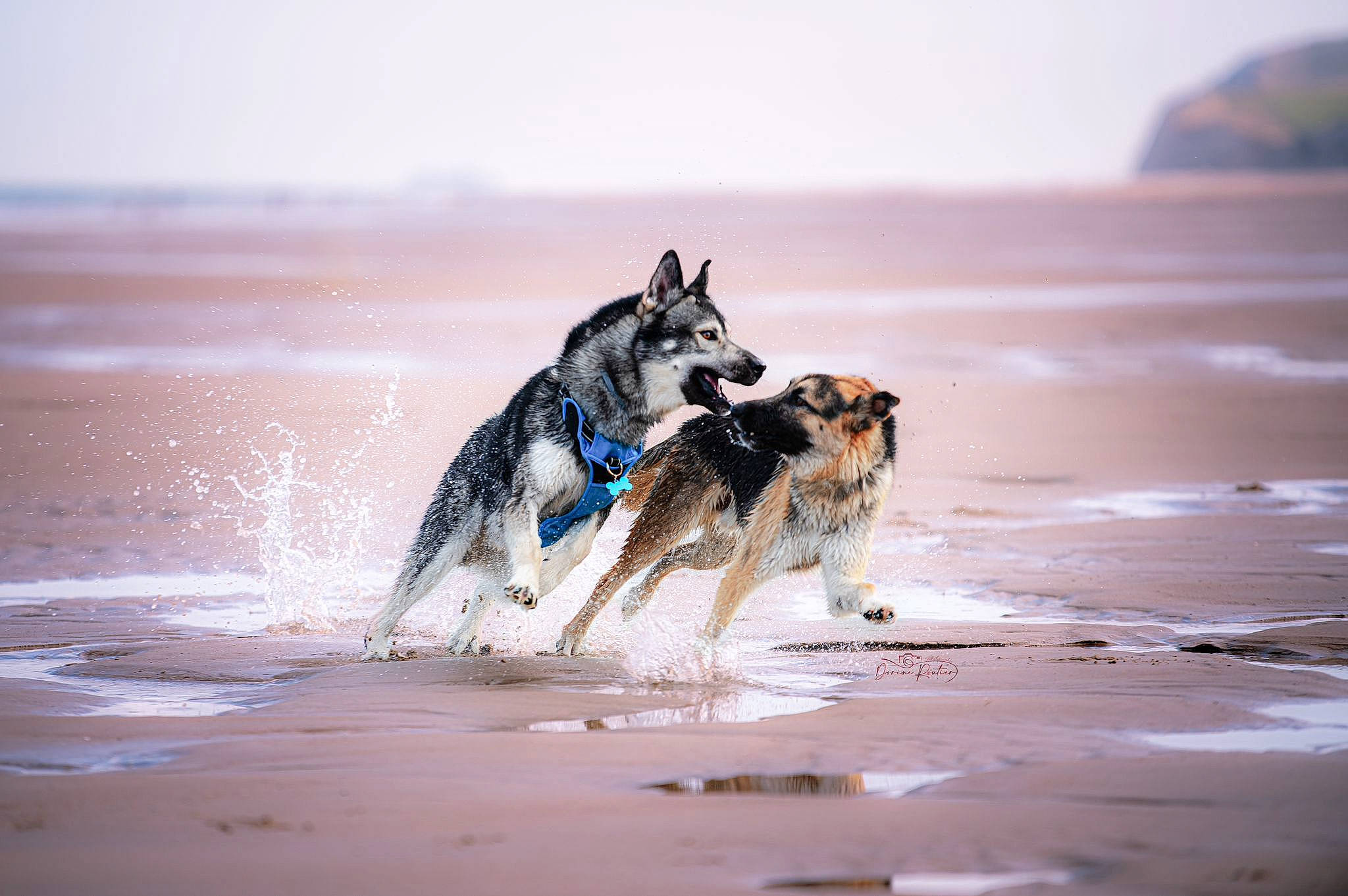 Tim a rejoint le concours — aidez-le/la à gagner de superbes lots ! beach, canidae, canis, carnivore, coast, dog, dog_breed, fun, herding_dog, horizon, ocean, recreation, sand, shore, sky, sporting_group, water, wave, wind_wave, working_dog