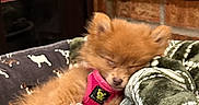 Miley joined the competition — help win amazing prizes! puppy, sleeping, dog, blanket, pink_harness, fur, indoor, cozy, brown, cute, small, furniture, brick_wall, resting, pet, domestic_animal, animal, warm, comfortable, closeup