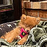 puppy, sleeping, dog, blanket, pink_harness, fur, indoor, cozy, brown, cute, small, furniture, brick_wall, resting, pet, domestic_animal, animal, warm, comfortable, closeup