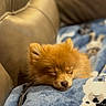 Miley is registered to the contest to win money with this photo: dog, puppy, sleeping, pomeranian, blanket, blue_blanket, dog_pattern, leather_couch, cozy, cute, fluffy, resting, indoor, warm_lighting, pet, animal, small_dog, fur, closeup, relaxation