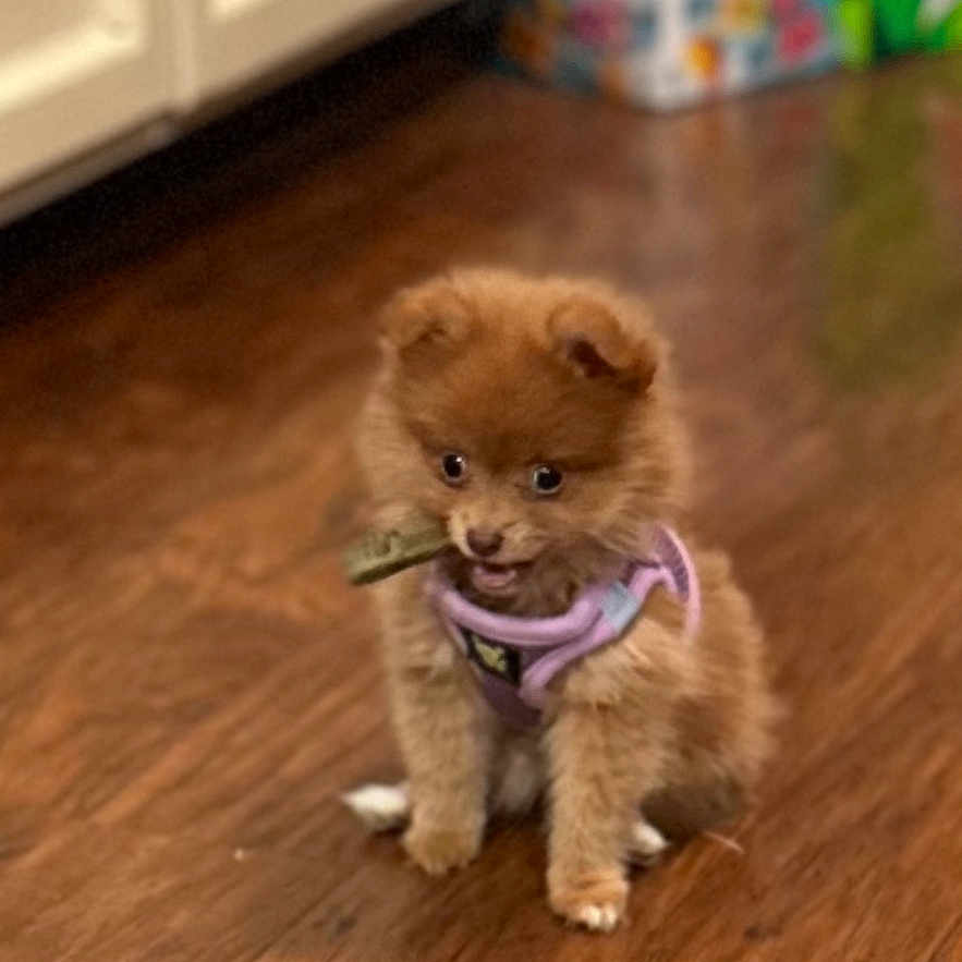 Miley joined the competition — help win amazing prizes! puppy, dog, brown_fur, small, indoor, wooden_floor, harness, chewing, stick, cute, pet, animal, kitchen, cabinet, flooring, young, playful, curious, domestic, furry