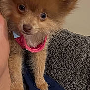 Miley joined the competition — help win amazing prizes! puppy, dog, brown, fluffy, pet, cute, shoulder, harness, indoor, person, clothing, blanket, texture, closeup, animal, small, face, eyes, fur, companion