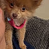 puppy, dog, brown, fluffy, pet, cute, shoulder, harness, indoor, person, clothing, blanket, texture, closeup, animal, small, face, eyes, fur, companion