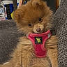 Miley joined the competition — help win amazing prizes! puppy, dog, pet, indoor, couch, blanket, fur, harness, cute, small, brown, fluffy, animal, domestic, sitting, looking, head_tilt, cozy, household, young