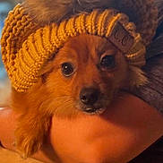 Jessie is registered to the contest to win money with this photo: dog, hat, pom_pom, knit_hat, brown_fur, pet, person, arms, holding, indoor, warm_lighting, cozy, portrait, cute, animal, close_up, face, expression, screenshot, photo_interface