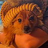 animal, arms, brown_fur, close_up, cozy, cute, dog, expression, face, hat, holding, indoor, knit_hat, person, pet, photo_interface, pom_pom, portrait, screenshot, warm_lighting