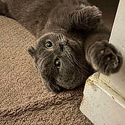 Momo is registered to the contest to win money with this photo: cat, gray_cat, carpet, indoor, pet, feline, stretching, curious_eyes, fur, closeup, whiskers, paws, cozy, soft_lighting, home, playful, animal, mammal, cute, relaxed
