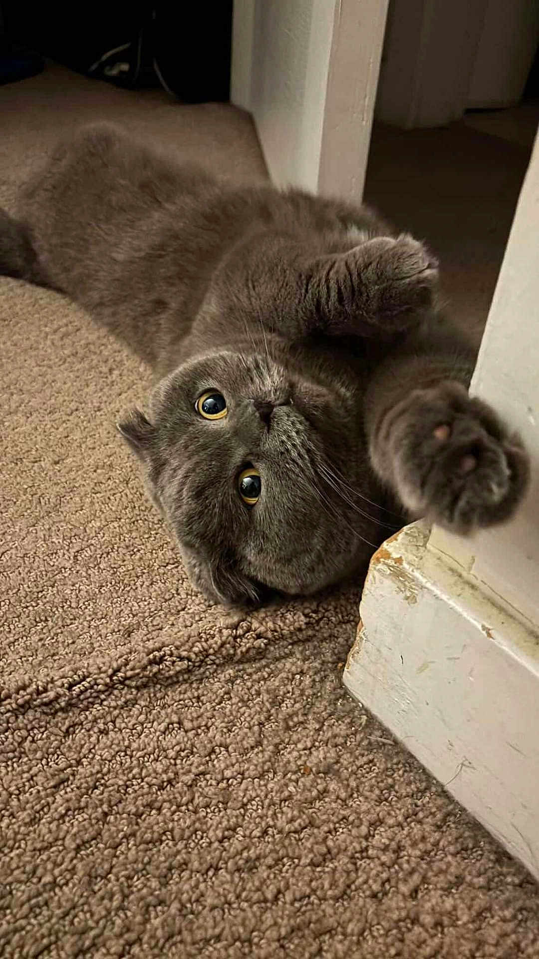 Momo is registered to the contest to win money with this photo: cat, gray_cat, carpet, indoor, pet, feline, stretching, curious_eyes, fur, closeup, whiskers, paws, cozy, soft_lighting, home, playful, animal, mammal, cute, relaxed