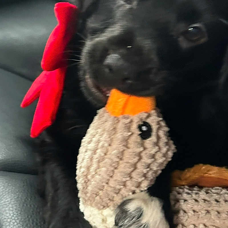 Minnie Beau is registered to the contest to win money with this photo: animal, black_dog, chewing, close_up, cute, dog, duck_toy, furry, indoor, knitted_toy, leather_couch, paw, pet, playful, puppy, red_bow, sitting, soft_texture, toy, white_paw