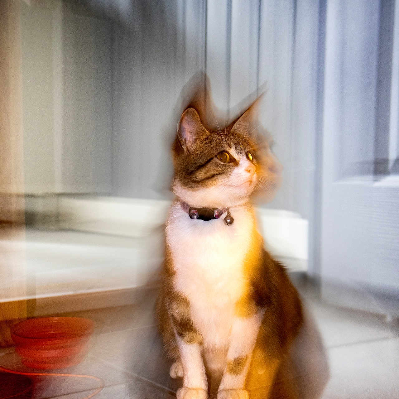 Mimine participe au concours pour gagner de l'argent avec cette photo : abyssinian, accessories, angora, animal, cat, hardwood, kitten, manx, pet, plywood, siamese, strap, tile, wood