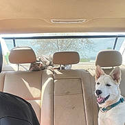 Xena Marley Richard is registered to the contest to win money with this photo: dog, cat, car_interior, backseat, headrest, sunlight, tabby_cat, white_dog, collar, pet, animal, relaxing, playful, candid, person_partial, window, seat, leather, daytime, nature_outside