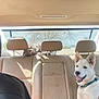 dog, cat, car_interior, backseat, headrest, sunlight, tabby_cat, white_dog, collar, pet, animal, relaxing, playful, candid, person_partial, window, seat, leather, daytime, nature_outside