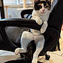 cat, calico, chair, office_chair, relaxed, pet, feline, indoor, paw, tail, fur, black, white, orange, animal, cute, domestic, leisure, comfort, home