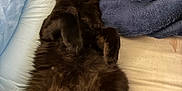 Ruckus is registered to the contest to win money with this photo: animal, bed, black_cat, blanket, cat, cozy, cute, domestic_cat, feline, fluffy, fur, indoor, mammal, paws, pet, relaxed, resting, sleeping, soft, whiskers