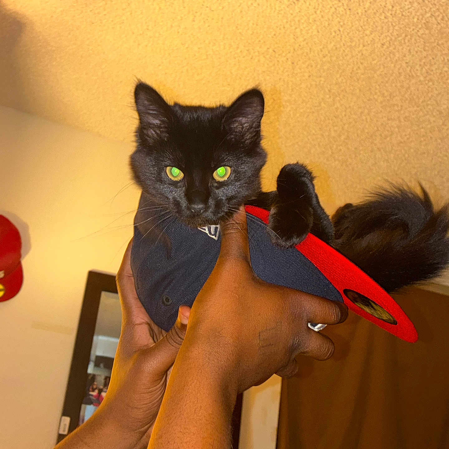 Ruckus is registered to the contest to win money with this photo: animal, black_cat, cap, cat, cozy, cute, domestic_animal, feline, fluffy, green_eyes, hands, hat, holding, indoor, looking_at_camera, pet, portrait, warm_lighting, wearing, young_cat