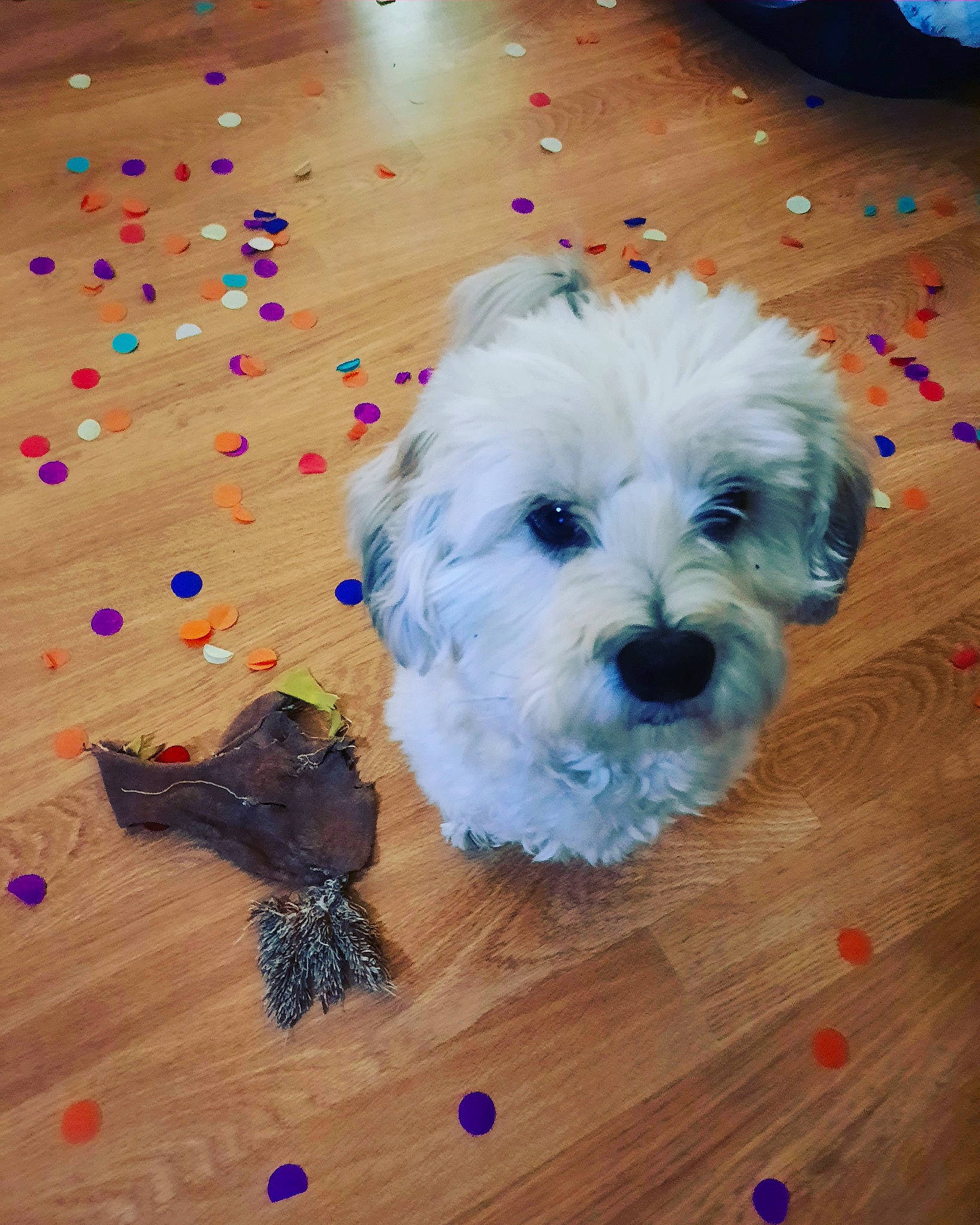 Loulou participe au concours pour gagner de l'argent avec cette photo : canidae, carnivore, companion_dog, dog, dog_breed, dog_clothes, dog_collar, dog_supply, flooring, fur, hardwood, laminate_flooring, pattern, small_terrier, sporting_group, terrier, toy_dog, wood, wood_flooring, wood_stain