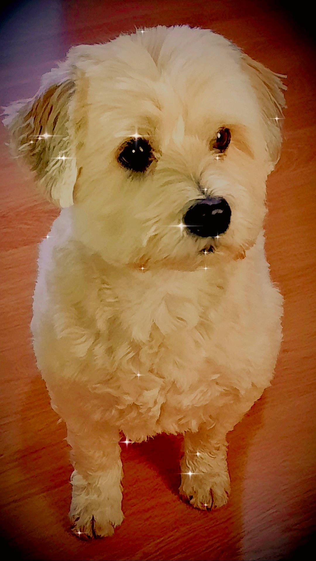 Loulou participe au concours pour gagner de l'argent avec cette photo : canidae, carnivore, companion_dog, dog, dog_breed, fur, head, maltepoo, plant, poodle, puppy, small_terrier, snout, sporting_group, terrier, toy_dog, tree, water_dog, working_animal, yorkipoo