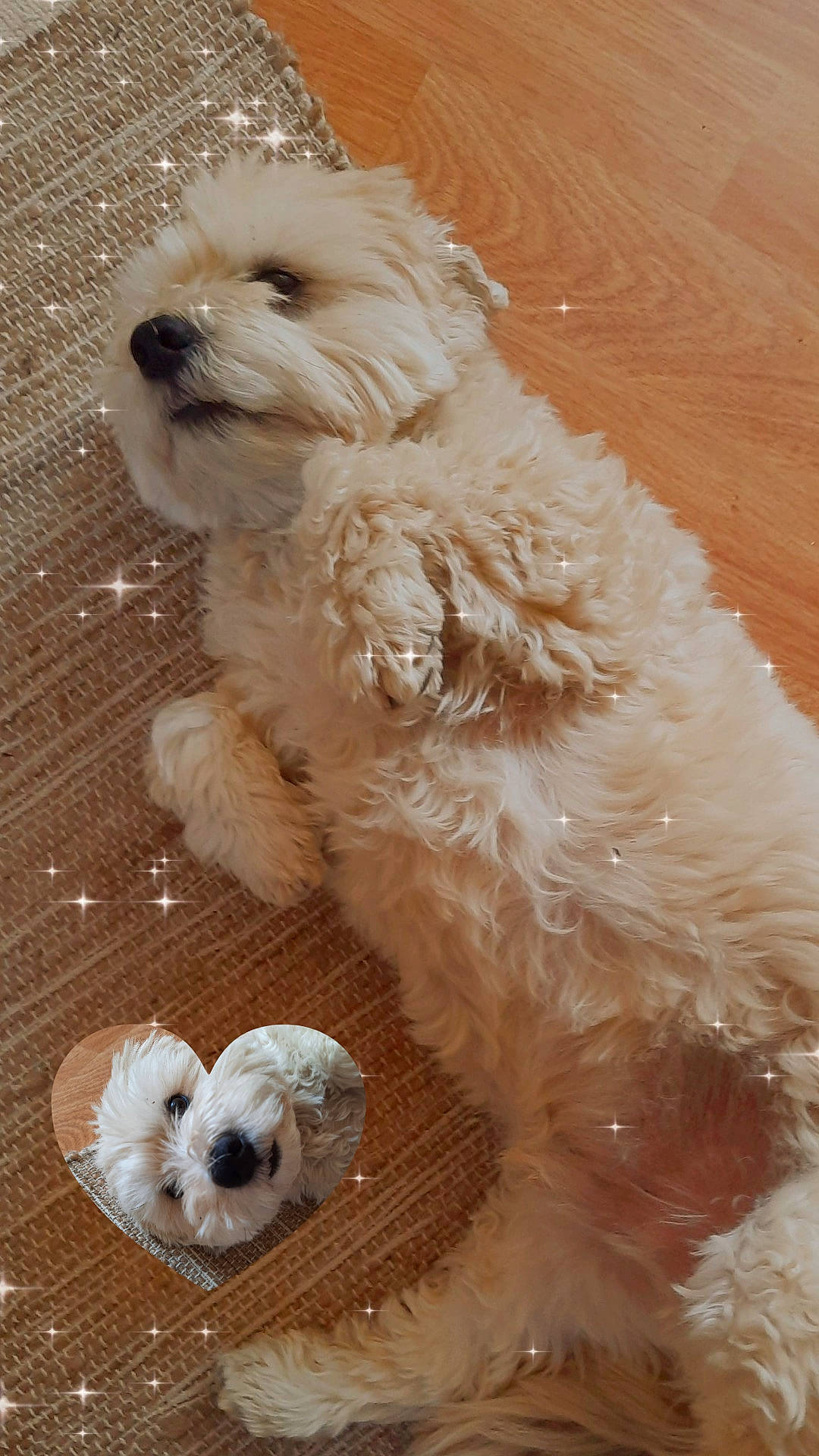 Loulou participe au concours pour gagner de l'argent avec cette photo : canidae, carnivore, companion_dog, dog, dog_breed, dog_supply, fawn, fur, paw, puppy, puppy_love, small_terrier, snout, sporting_group, tail, terrier, toy, toy_dog, white, working_animal