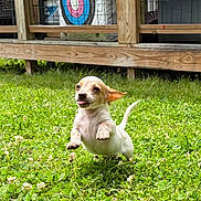 Whiskey is registered to the contest to win money with this photo: puppy, dog, grass, greenery, outdoor, playful, cute, small_dog, leaping, tongue_out, ears_flapping, wooden_deck, target, backyard, sunlight, nature, happy, animal, pet, young_dog