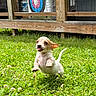 puppy, dog, grass, greenery, outdoor, playful, cute, small_dog, leaping, tongue_out, ears_flapping, wooden_deck, target, backyard, sunlight, nature, happy, animal, pet, young_dog