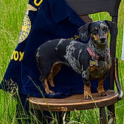 Tipsy is registered to the contest to win money with this photo: dachshund, dog, pet, collar, tag, chair, wooden_chair, jacket, grass, outdoor, animal, mammal, small_dog, speckled_coat, brown, black, greenery, nature, standing, cute
