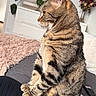 Yoshi participe au concours pour gagner de l'argent avec cette photo : cat, tabby, feline, pet, sitting, upright, profile, striped_fur, whiskers, pointed_ears, green_eyes, paws, indoor, cozy, blanket, houseplant, flowers, computer_mouse, portrait, photography