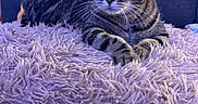 Yoshi a rejoint le concours — aidez-le/la à gagner de superbes lots ! cat, tabby_cat, pet, animal, feline, blue_eyes, whiskers, striped_fur, lying_down, crossed_paws, portrait, close_up, indoors, living_room, sofa, blanket, shaggy_texture, purple, relaxed, staring