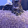 cat, tabby_cat, pet, animal, feline, blue_eyes, whiskers, striped_fur, lying_down, crossed_paws, portrait, close_up, indoors, living_room, sofa, blanket, shaggy_texture, purple, relaxed, staring
