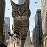 cat, tabby_cat, giant_animal, city, skyscrapers, urban, helicopters, dust, street, downtown, buildings, traffic, cars, commuters, fantasy, surreal, kaiju, walking, green_eyes, whiskers